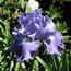 Iris germanica Blue Jay Way